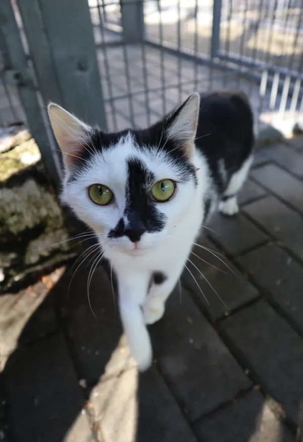 Kot do adopcji, Częstochowa, 5 lutego 2025 (2/4)