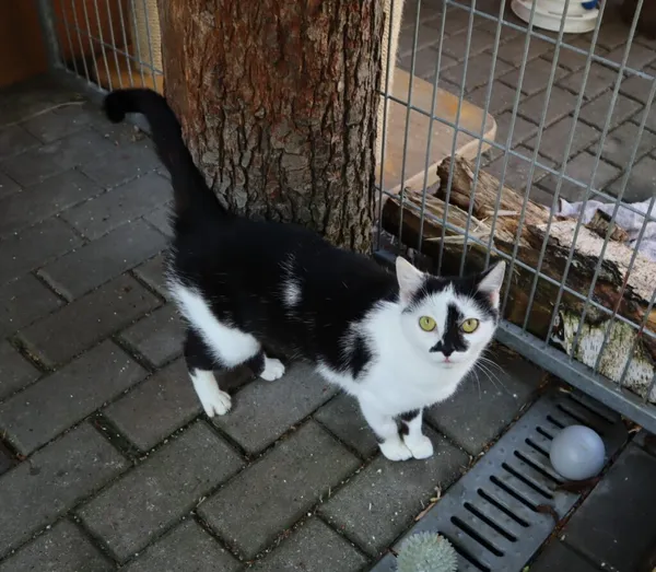 Kot do adopcji, Częstochowa, 5 lutego 2025 (3/4)