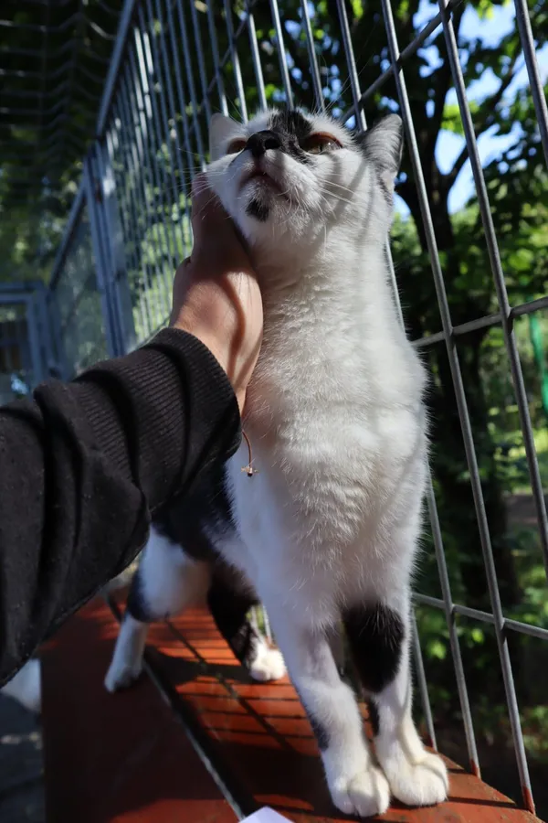 Kot do adopcji, Częstochowa, 5 lutego 2025 (4/4)