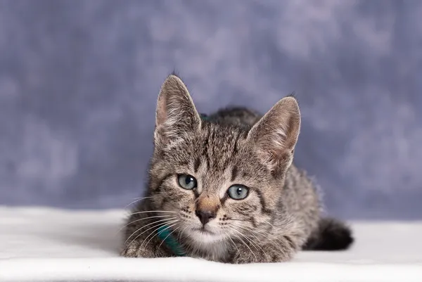 Kot do adopcji, Gdańsk, 26 lipca 2025