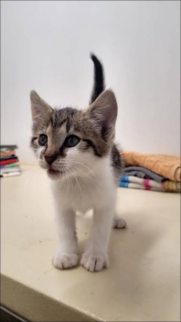 Znaleziono kota, Grudziądz, 29 lipca 2025