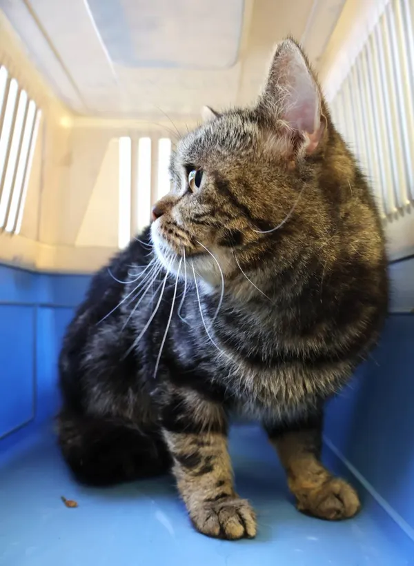 Znaleziono kota, Łódź, 29 lipca 2025