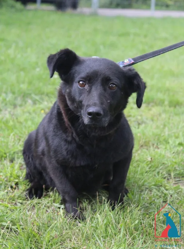 Pies do adopcji, Grudziądz, 23 lipca 2025