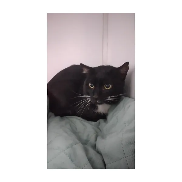 Znaleziono kota, Białystok, 29 lipca 2025