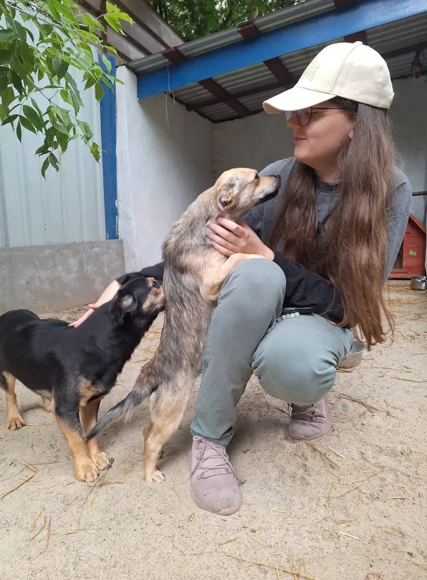 Pies do adopcji, Milanówek, 23 sierpnia 2025 (3/5)