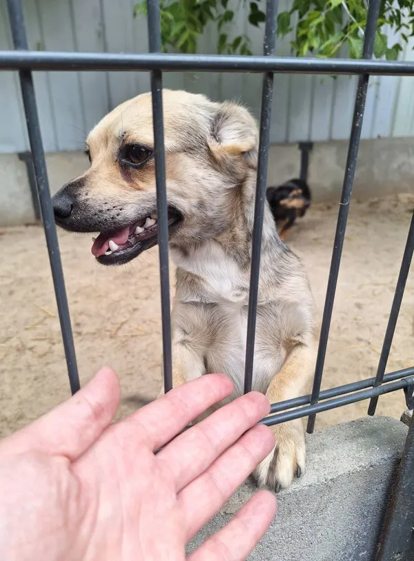 Pies do adopcji, Milanówek, 23 sierpnia 2025 (5/5)