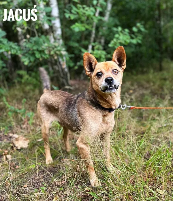 Pies do adopcji, Rytlów, 30 lipca 2025