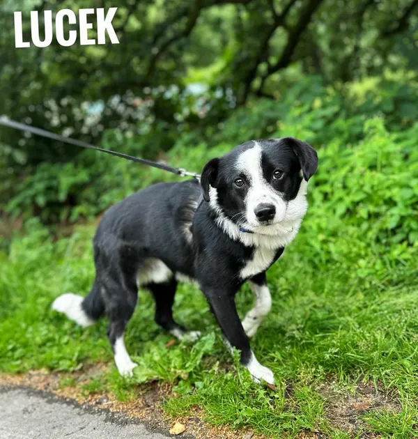 Pies do adopcji, Rytlów, 30 lipca 2025