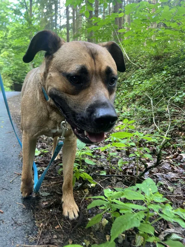 Zaginął pies, Łódź, 30 lipca 2025