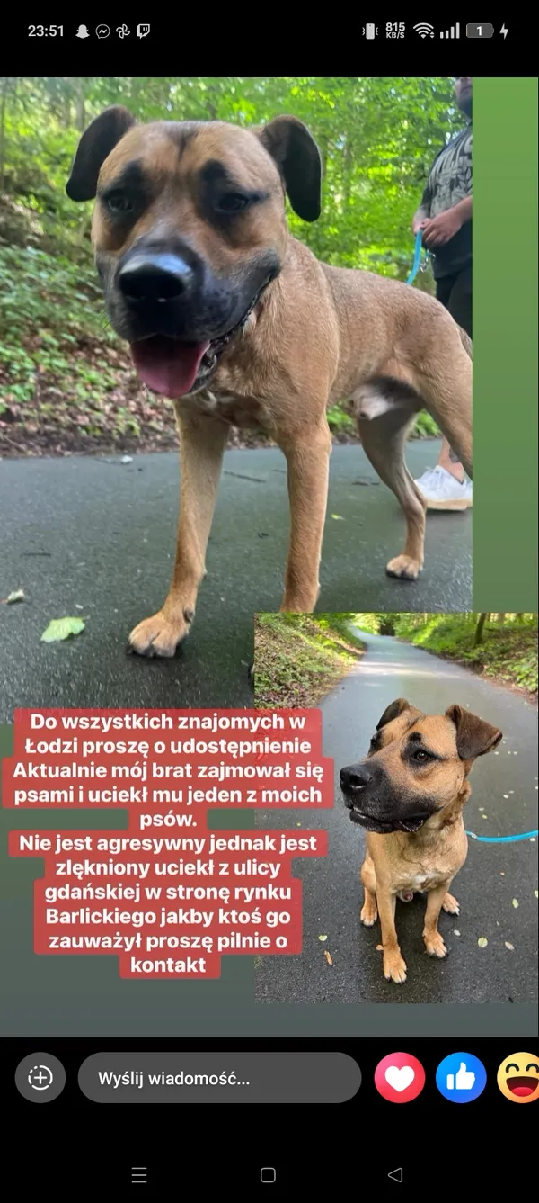 Zaginął pies, Łódź, 30 lipca 2025
