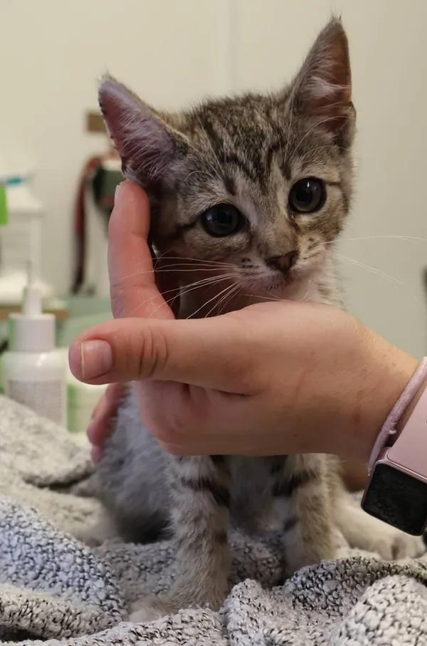 Znaleziono kota, Łódź, 30 lipca 2025 (2/2)