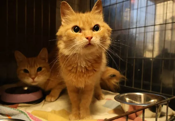 Znaleziono kota, Łódź, 29 lipca 2025 (1/2)