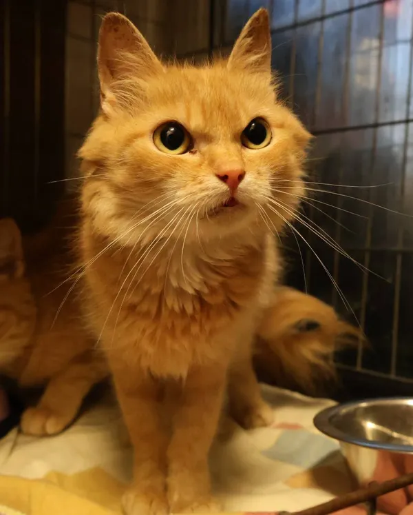 Znaleziono kota, Łódź, 29 lipca 2025 (2/2)