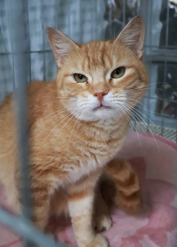 Znaleziono kota, Łódź, 29 lipca 2025 (5/5)