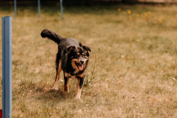 Pies do adopcji, Czartki, 30 lipca 2025 (1/5)