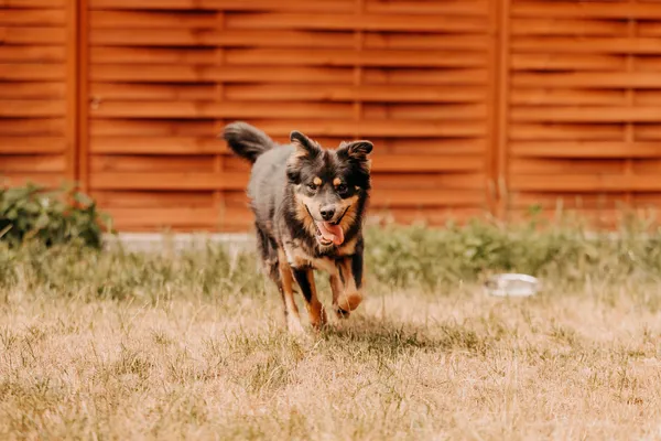 Pies do adopcji, Czartki, 30 lipca 2025 (2/5)