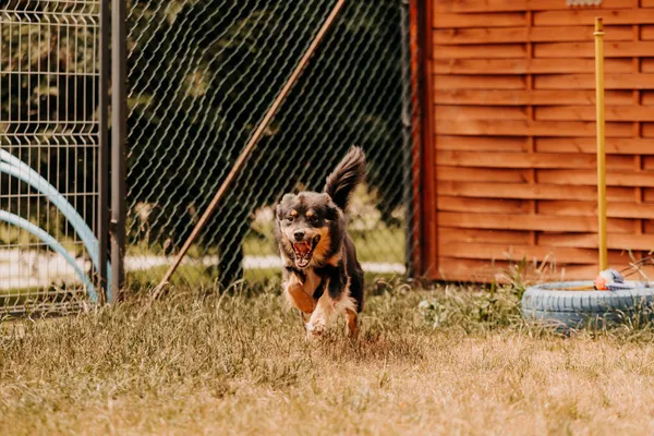 Pies do adopcji, Czartki, 30 lipca 2025 (4/5)