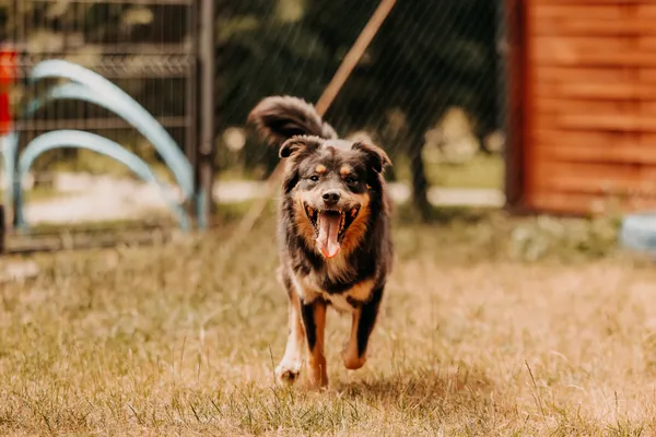 Pies do adopcji, Czartki, 30 lipca 2025 (5/5)