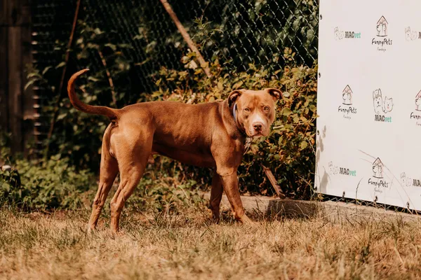 Pies do adopcji, Czartki, 30 lipca 2025 (1/5)