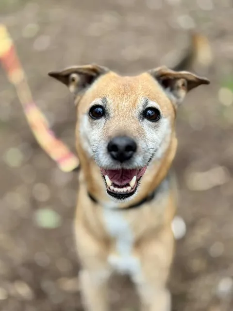 Pies do adopcji, Piła, 28 czerwca 2025 (1/5)