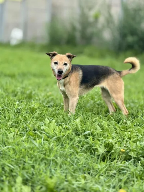 Pies do adopcji, Piła, 28 czerwca 2025 (2/5)