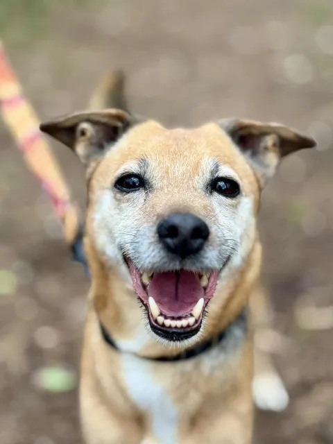 Pies do adopcji, Piła, 28 czerwca 2025 (4/5)