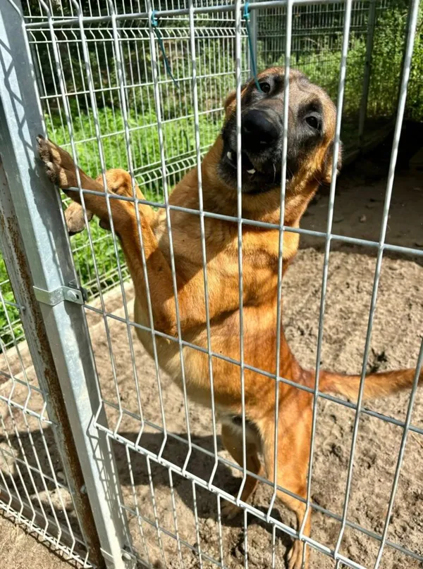 Pies do adopcji, Przyborówko, 9 czerwca 2026 (1/5)