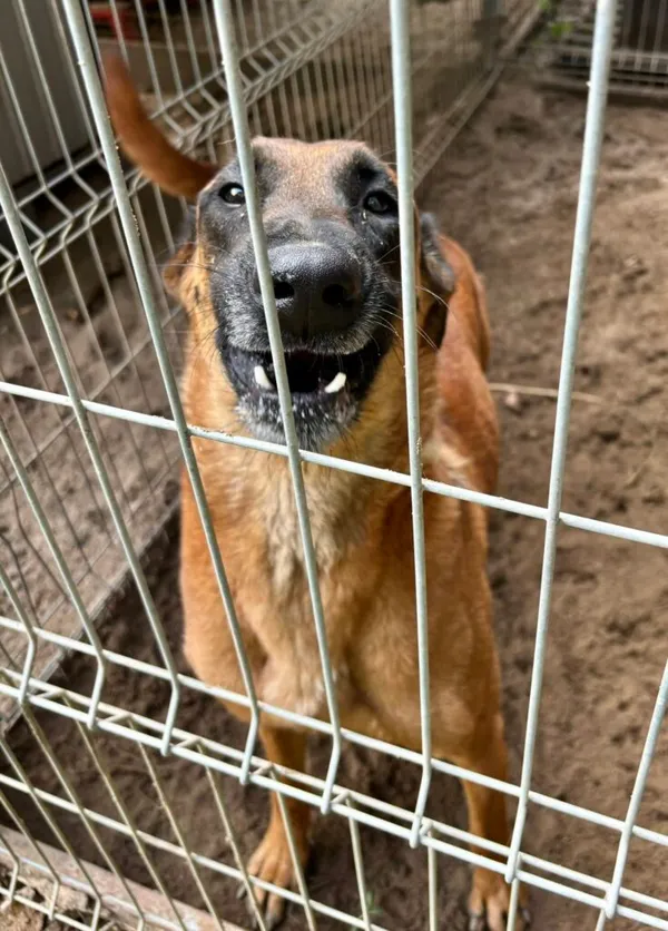 Pies do adopcji, Przyborówko, 29 lipca 2025 (2/3)