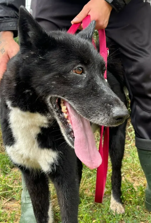 Pies do adopcji, Przyborówko, 29 lipca 2025 (1/3)