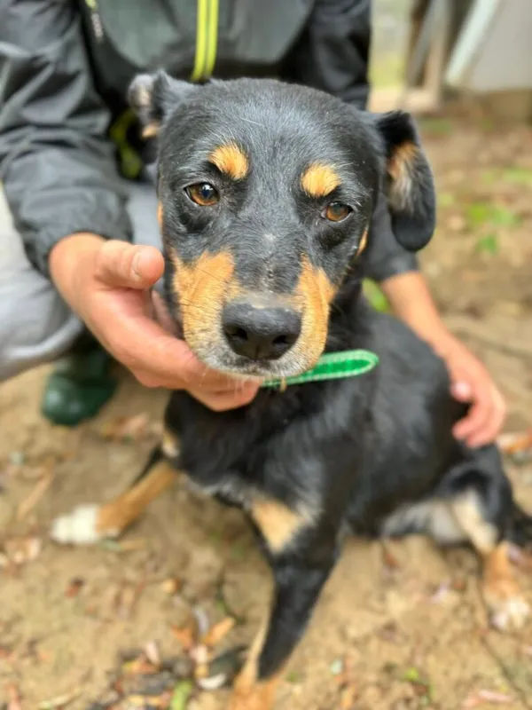 Pies do adopcji, Przyborówko, 29 lipca 2025 (1/3)