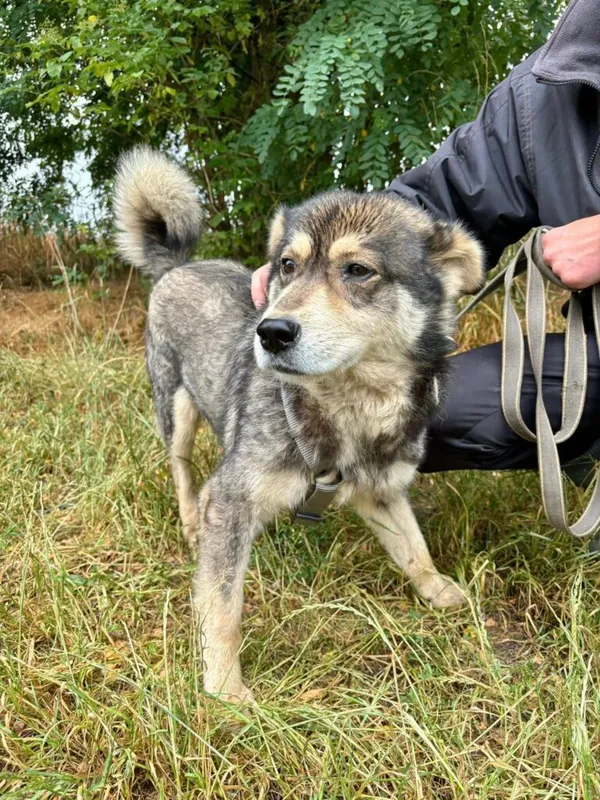 Pies do adopcji, Przyborówko, 29 lipca 2025 (2/3)