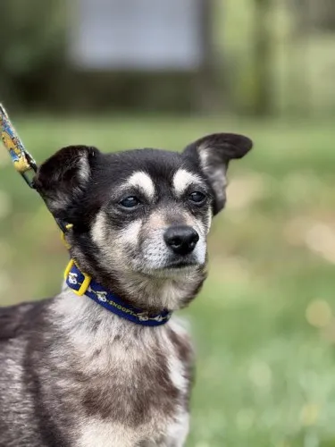 Pies do adopcji, Kraków, 15 lipca 2025 (3/4)