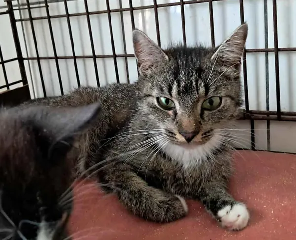 Znaleziono kota, Olsztyn, 25 lipca 2025