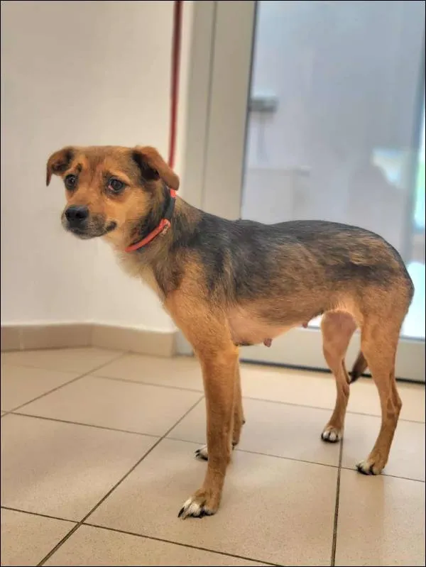 Znaleziono psa, Grudziądz, 30 lipca 2025