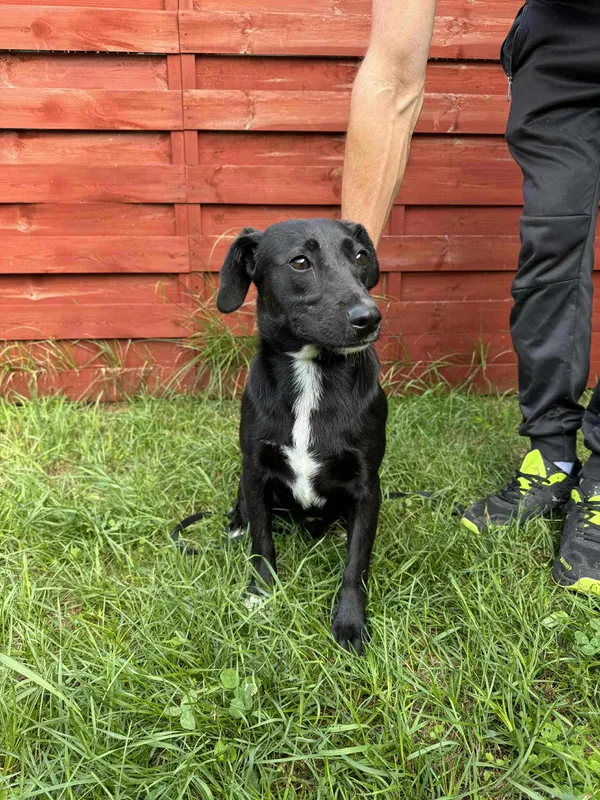 Znaleziono psa, Czartki, 30 lipca 2025