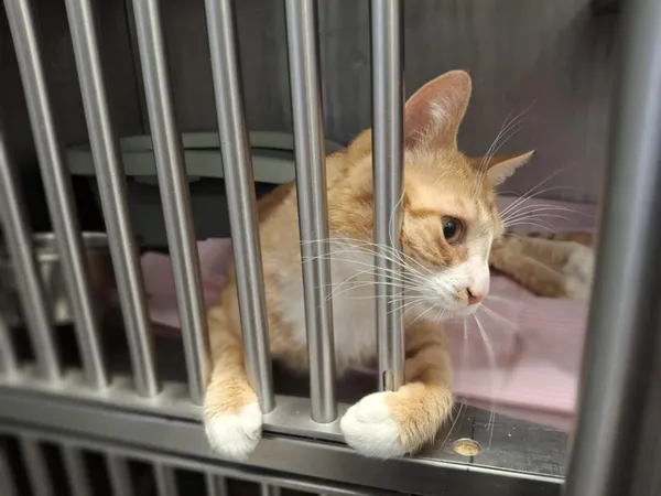 Kot do adopcji, Olsztyn, 23 czerwca 2025 (5/5)