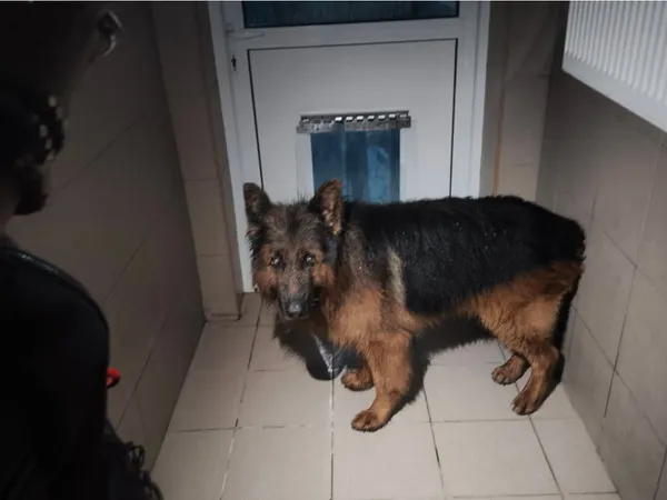 Znaleziono psa, Bydgoszcz, 28 lipca 2025