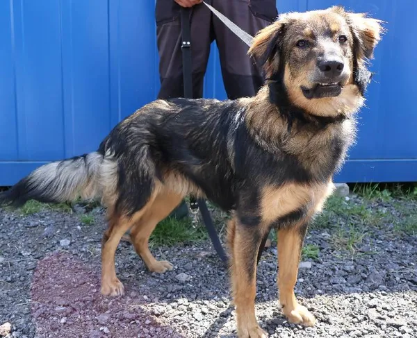 Znaleziono psa, Łódź, 29 lipca 2025 (1/5)