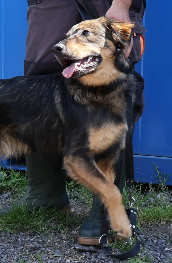 Znaleziono psa, Łódź, 29 lipca 2025 (2/5)