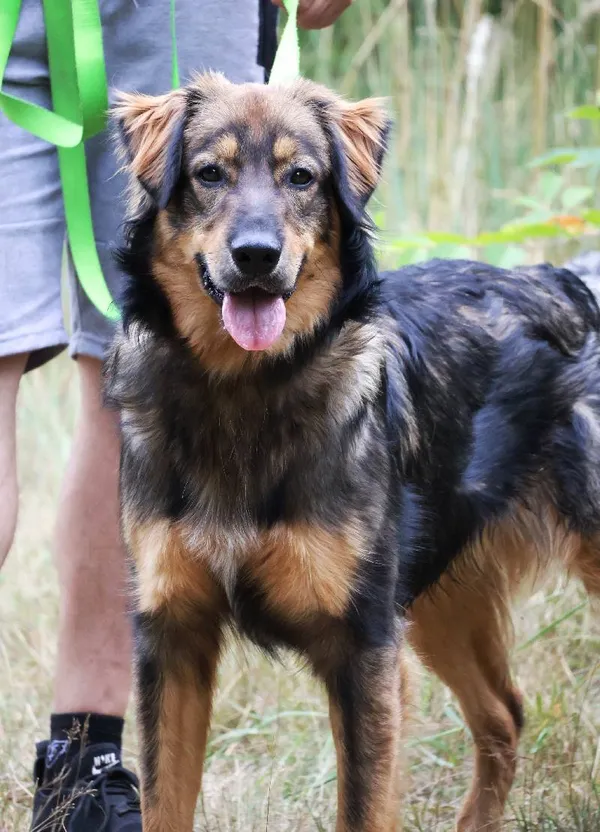 Znaleziono psa, Łódź, 29 lipca 2025 (4/5)