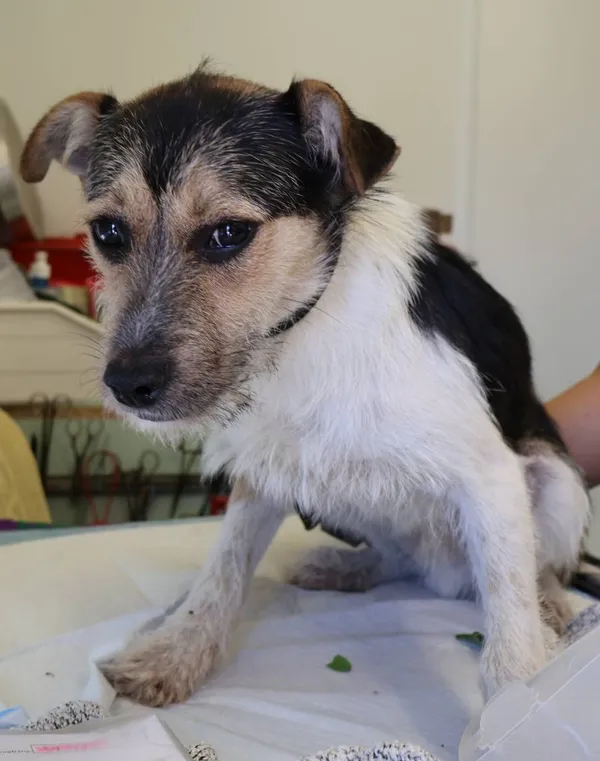 Znaleziono psa, Łódź, 29 lipca 2025 (2/2)