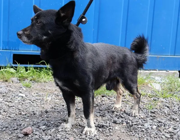 Znaleziono psa, Łódź, 29 lipca 2025 (1/2)