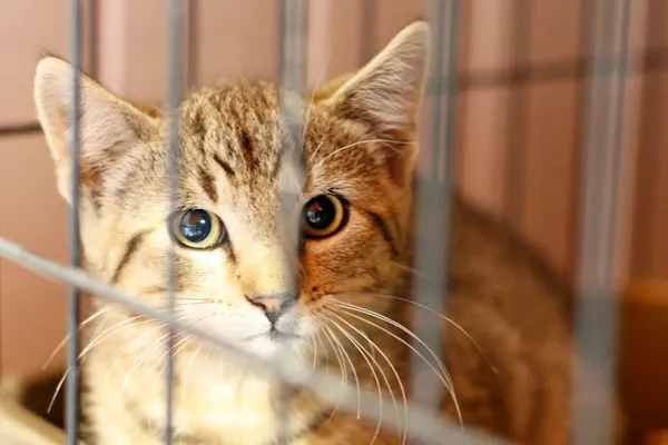 Znaleziono kota, Wałbrzych, 30 lipca 2025