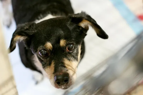 Znaleziono psa, Wałbrzych, 28 lipca 2025