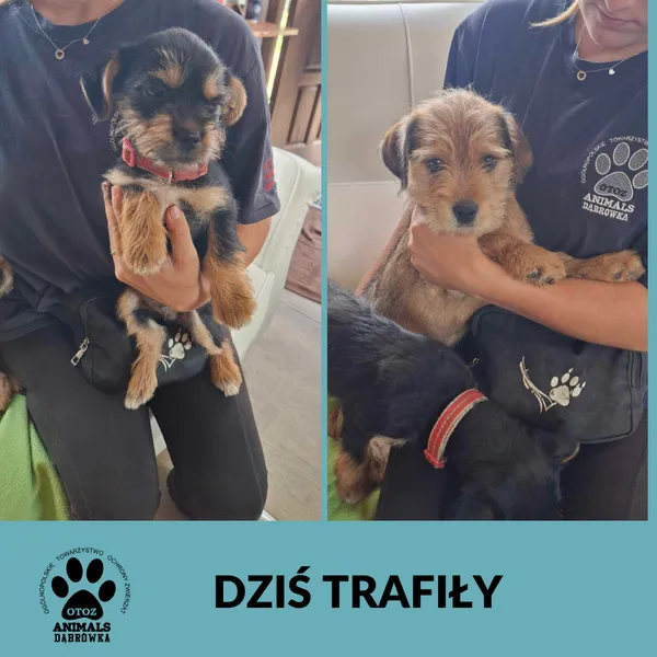 Znaleziono psa, Dąbrówka, 30 lipca 2025
