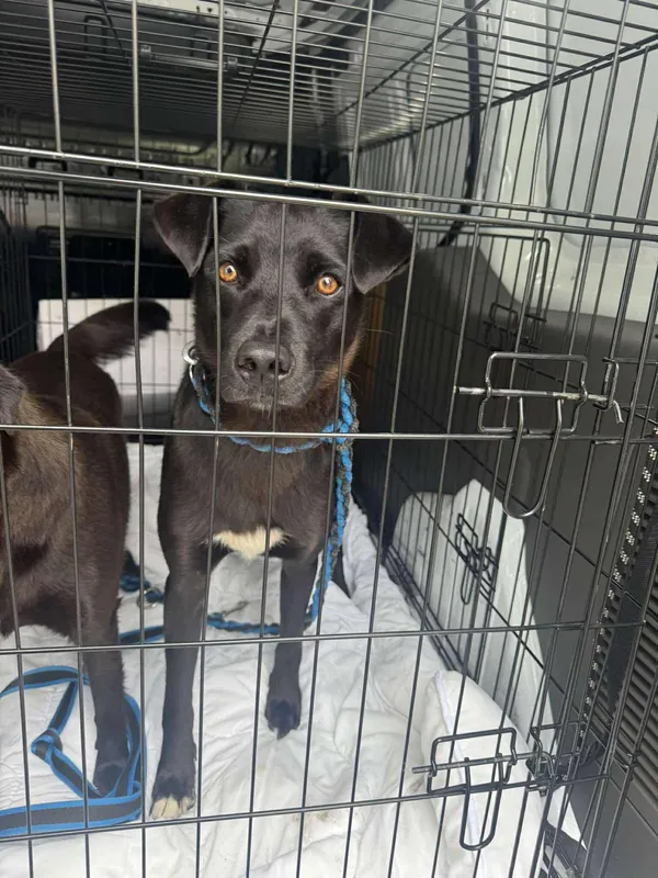 Znaleziono psa, Sosnowiec, 28 lipca 2025