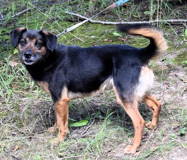 Znaleziono psa, Pieckowo, 29 lipca 2025 (2/5)