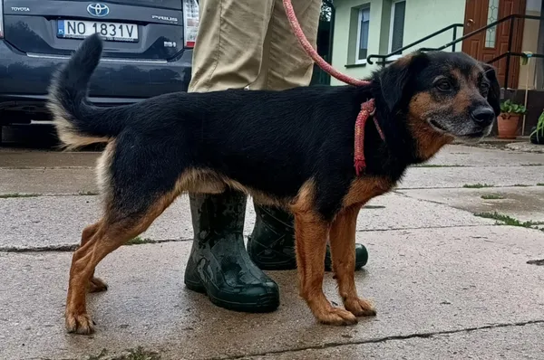 Znaleziono psa, Pieckowo, 29 lipca 2025 (4/5)