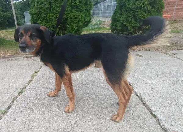 Znaleziono psa, Pieckowo, 29 lipca 2025 (5/5)