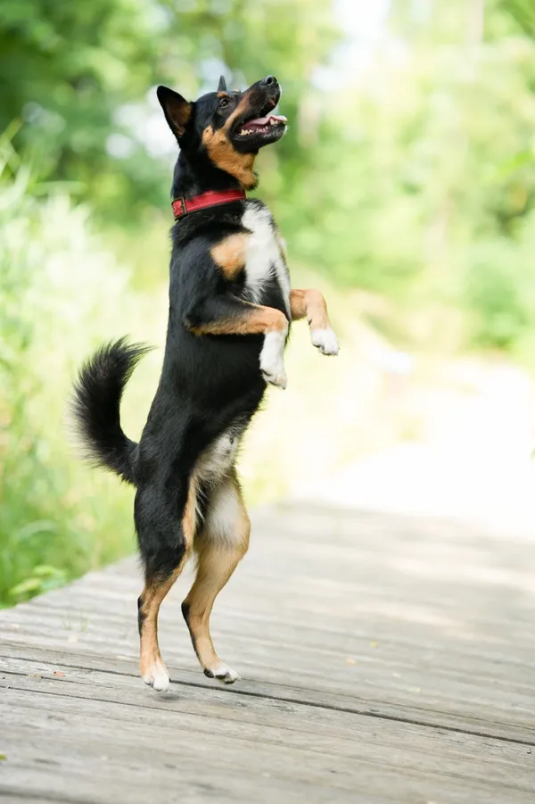 Znaleziono psa, Sosnowiec, 28 lipca 2025 (2/5)